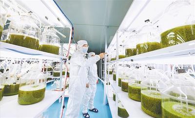 保定安國 從 藥材之都 轉(zhuǎn)向 藥品之都